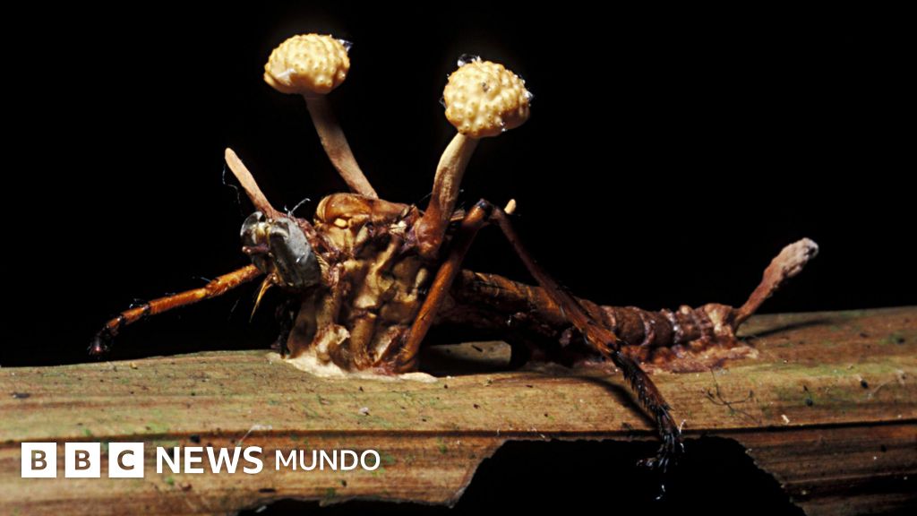 "Los zombis son algo patente y casi que predominante en el mundo animal": Andrés Cota Hiriart