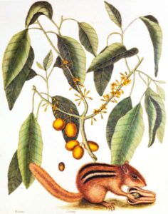 Mark Catesby, pionero olvidado de la historia natural
