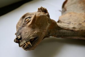 Momias de guepardos descubiertas en cuevas de Arabia Saudita revelan el genoma de una población desaparecida | National Geographic