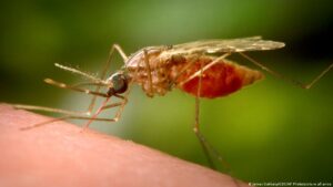 Mosquitos optan por sangre humana ante menor biodiversidad