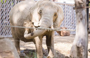 Muere en el Zoo de Barcelona la elefanta africana Susi