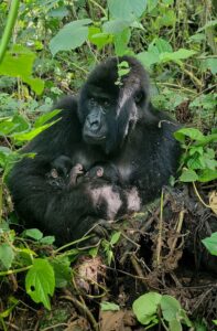 Nacen gemelos gorilas de montaña en Virunga, un evento excepcional para una especie en peligro | National Geographic