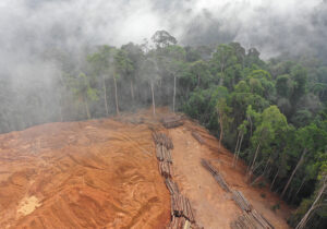 ONU: Por cada dólar invertido en proteger la naturaleza, gastamos 30 en destruirla