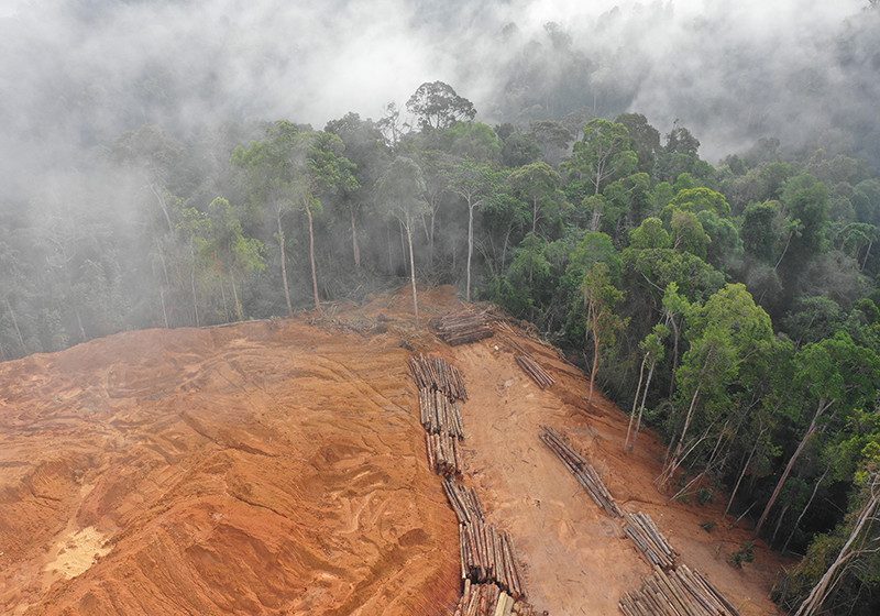 ONU: Por cada dólar invertido en proteger la naturaleza, gastamos 30 en destruirla