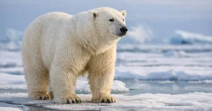 Osos polares expuestos a temperaturas más altas muestran cambios genéticos que anticipan el futuro del Ártico