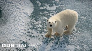 Por qué algunos osos polares están «más gordos y sanos» a pesar del derretimiento del hielo marino