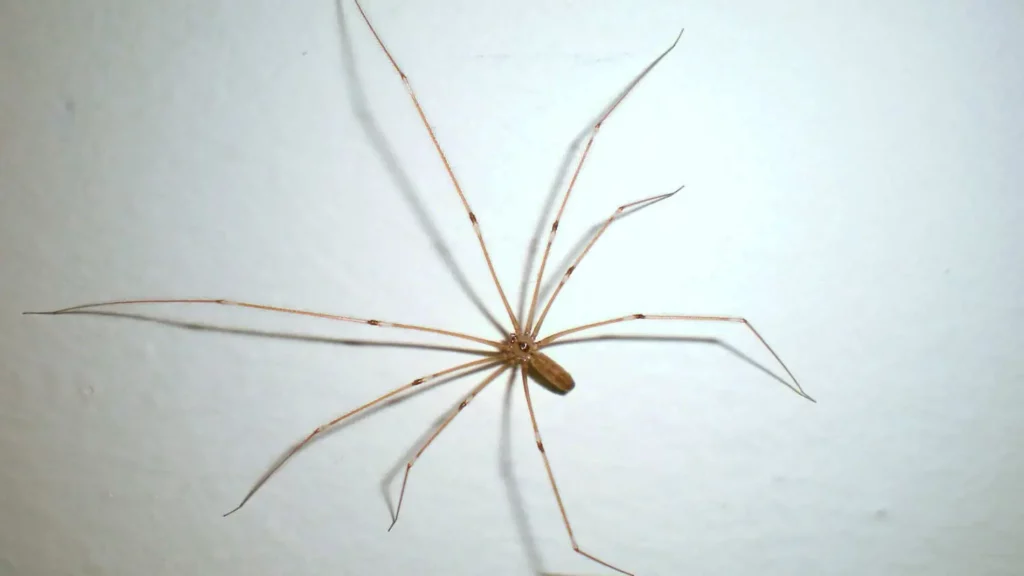 Por qué no deberías nunca soltar una araña fuera de tu casa, según los expertos