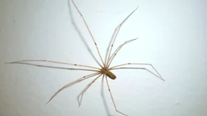 Por qué no deberías nunca soltar una araña fuera de tu casa, según los expertos