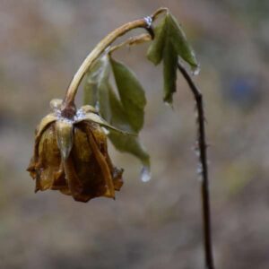 Por qué unas plantas sobreviven al calor y al frío extremos… y otras mueren en el intento