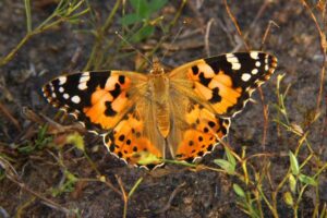 Primer caso documentado de división migratoria en insectos