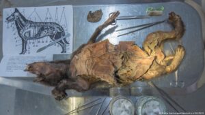 Recuperan genoma de rinoceronte lanudo devorado por un lobo