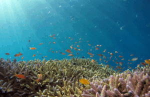 Robots e IA: El nuevo salvavidas tecnológico de la Gran Barrera de Coral