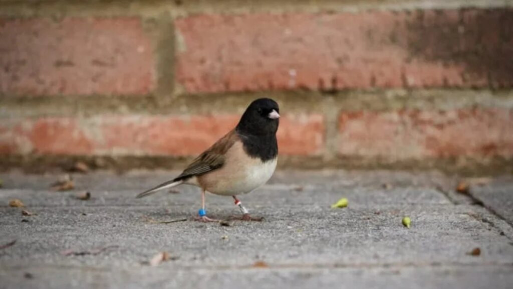 Sabíamos que la naturaleza se adapta según las necesidades de las especies, pero el alargamiento del pico del pájaro cantor durante la pandemia del COVID es realmente algo fascinante