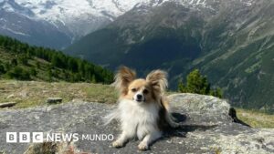“Sin mi perro, el equipo de rescate no me habría encontrado”: el chihuahua que salvó a su dueño de la muerte en un glaciar suizo