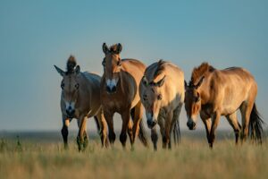 Una fotógrafa de National Geographic documenta el regreso de los últimos caballos salvajes del mundo | National Geographic
