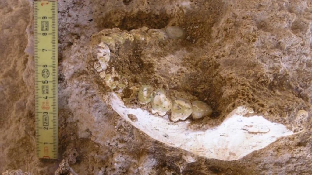 Unos huesos encontrados en Marruecos están descolocando a la paleoantropología. Podrían pertenecer al ancestro más cercano conocido de Homo sapiens
