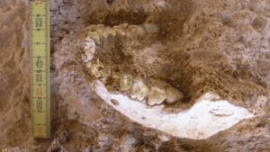 Unos huesos encontrados en Marruecos están descolocando a la paleoantropología. Podrían pertenecer al ancestro más cercano conocido de Homo sapiens