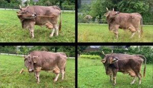 Vaca que sabe usar objetos para rascarse