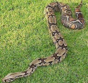 Zoológico de Maracay liberó 16 especies en el Henri Pittier