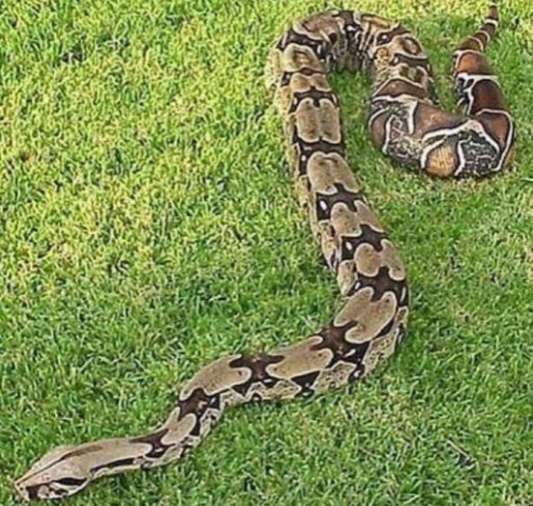 Zoológico de Maracay liberó 16 especies en el Henri Pittier