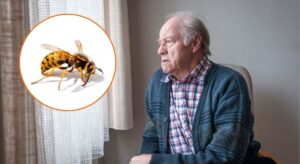 descubren en las avispas un posible aliado contra el envejecimiento