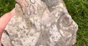 hallan fósiles marinos de 340 millones de años con detalles que parecen grabados a mano