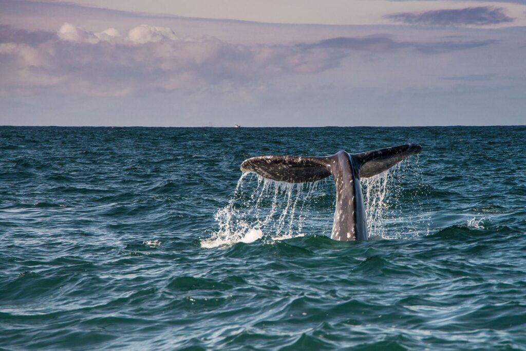 ¿Avistamiento de ballenas en Año Nuevo? Estas son las 4 celebraciones más inusuales de América | National Geographic