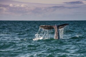 ¿Avistamiento de ballenas en Año Nuevo? Estas son las 4 celebraciones más inusuales de América | National Geographic