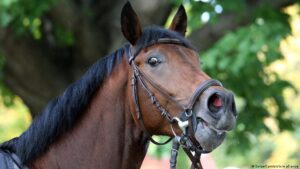 ¿Cómo sabe un caballo que tienes miedo? Oliendo tu sudor