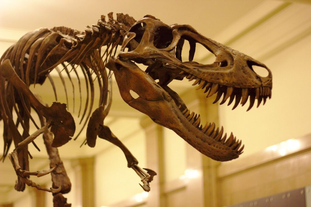 ¿El T. rex crecía lentamente? Las investigaciones sugieren que tardaba hasta 40 años en alcanzar la edad adulta | National Geographic