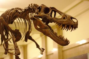 ¿El T. rex crecía lentamente? Las investigaciones sugieren que tardaba hasta 40 años en alcanzar la edad adulta | National Geographic