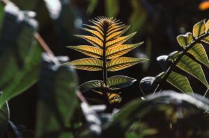¿Pueden aprender las plantas? | Noticias de la Ciencia y la Tecnología (Amazings® / NCYT®)