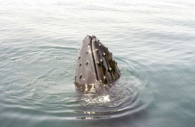 [Img #77763]