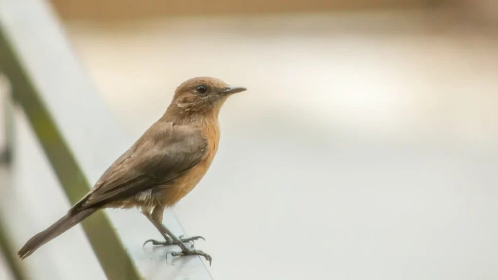 ¿Ves pájaros posarse en tu ventana o balcón? Tiene un significado, según el Feng Shui