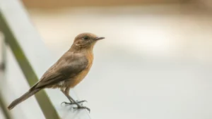 ¿Ves pájaros posarse en tu ventana o balcón? Tiene un significado, según el Feng Shui