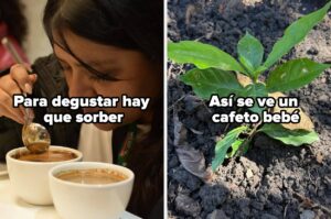 9 Cosas que descubrimos al viajar a Chiapas para conocer el corazón de los cafetales en México