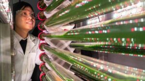Algas modificadas por ingeniería genética que atrapan microplásticos en el agua