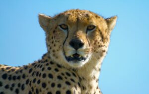 Así sobreviven los guepardos en el Serengeti: la mirada de un Explorador de National Geographic al felino más rápido del mundo | National Geographic
