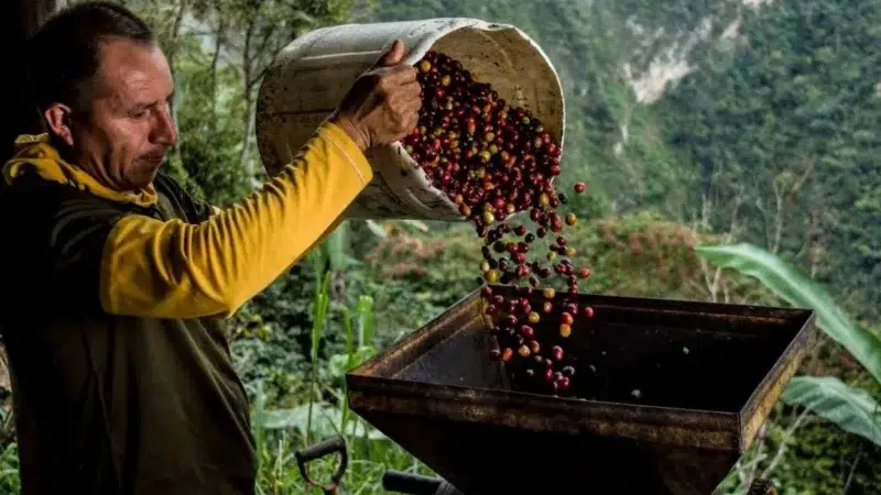 Caficultores proponen que el precio del quintal de café estándar venezolano se fije en 300 dólares