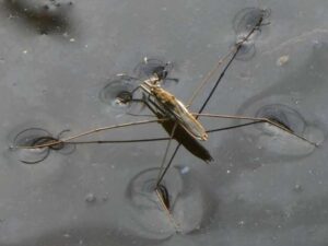 Caminar sobre el agua | Noticias de la Ciencia y la Tecnología (Amazings® / NCYT®)