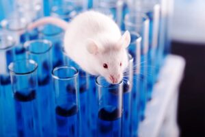 Científicos españoles eliminan, por primera vez, el cáncer de páncreas en ratones