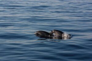Cómo las madres delfines protegen a sus crías
