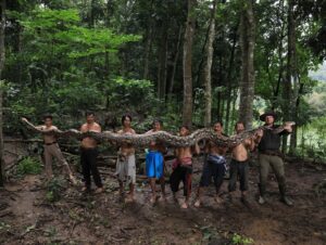Conoce a «La Baronesa”, la pitón reticulada que rompió el récord como la serpiente salvaje más larga del mundo | National Geographic