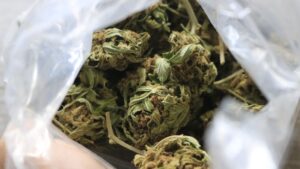 Consumir cannabis en la adolescencia duplica riesgo de trastornos psicóticos y bipolares, según estudio