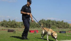 El papel de los perros policía en la seguridad moderna