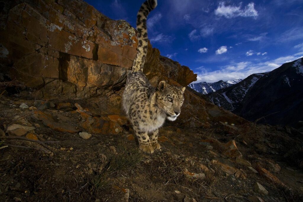 El sorprendente lenguaje del olor con el que el leopardo de las nieves encuentra pareja | National Geographic