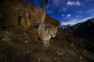 El sorprendente lenguaje del olor con el que el leopardo de las nieves encuentra pareja | National Geographic