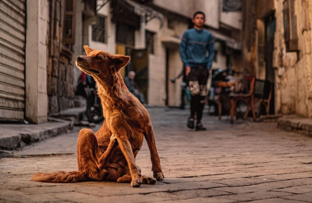 En el Antiguo Egipto los perros estuvieron asociados a lo divino. ¿Qué ocurre hoy con los baladi? | National Geographic