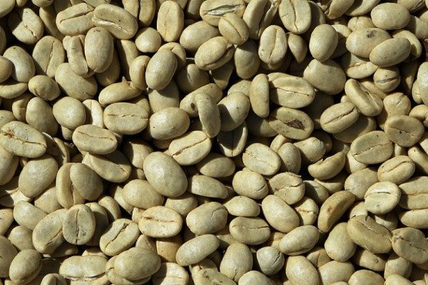 Exportan 24 mil 600 kilos de café verde desde Táchira hacia Estados Unidos