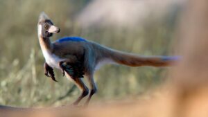Hallan en la Patagonia un dinosaurio del tamaño de una gallina que cambia lo que se sabía sobre su dieta | National Geographic